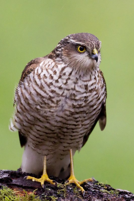 Female Sparrowhawk