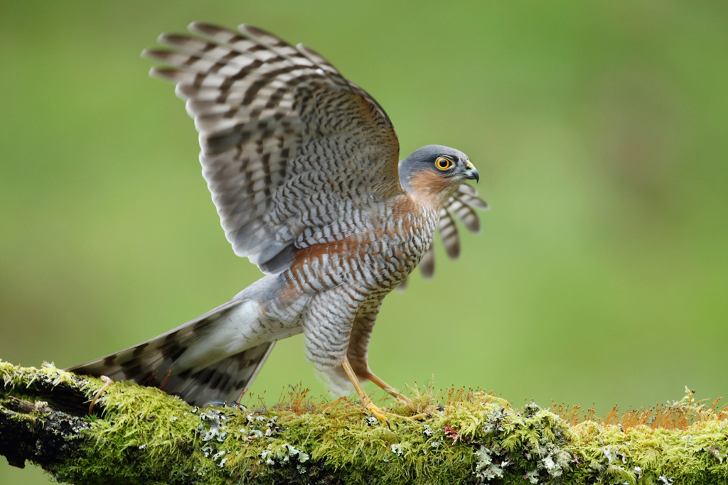 Male Sparrowhawk with Wings Outstretched