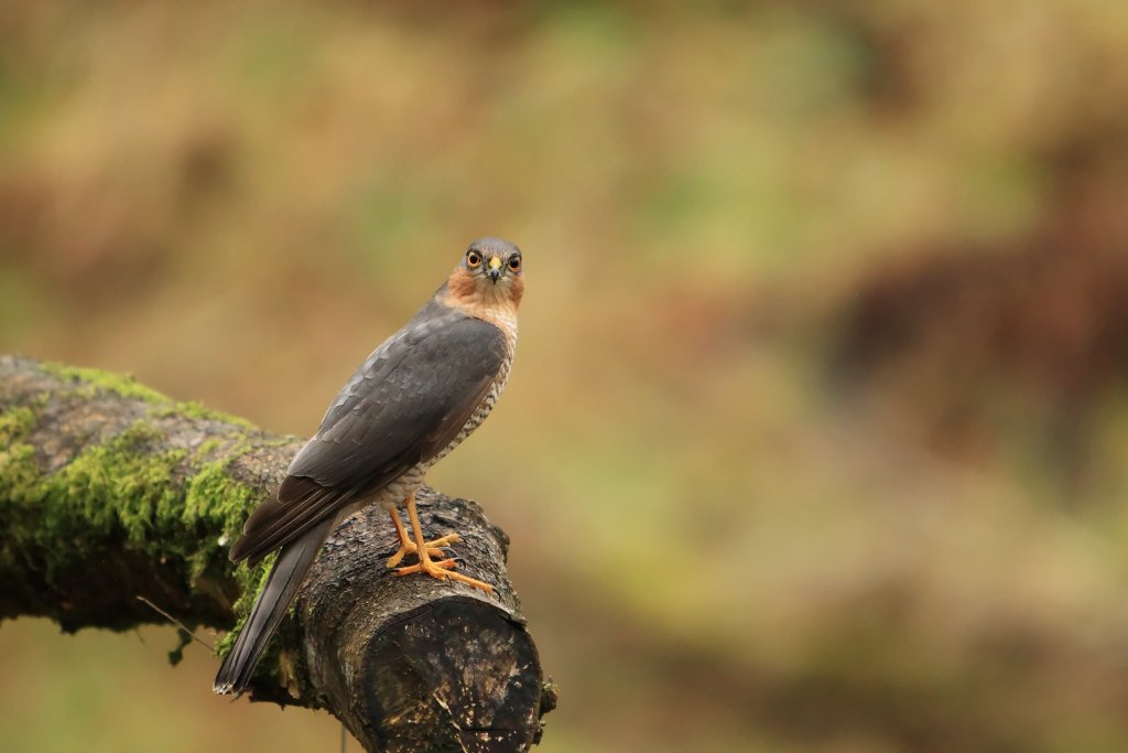 Male Sparrowhawk