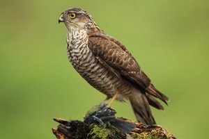 Female Sparrowhawk with Kill