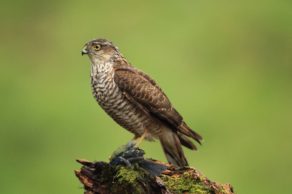 Female Sparrowhawk with Kill