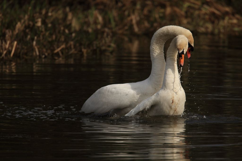 Mute Swan Courtship, Males Edges Off