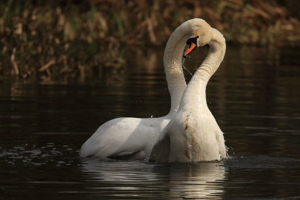 Courting Mute Swans, Now mating has ended, couple now face each other and begin an elogant dance.