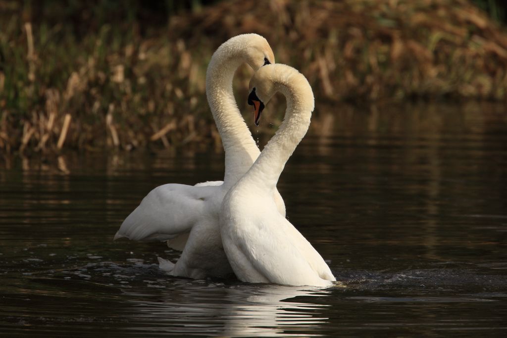 Courting Mute Swans, continue their Powerful and Elogant Dance