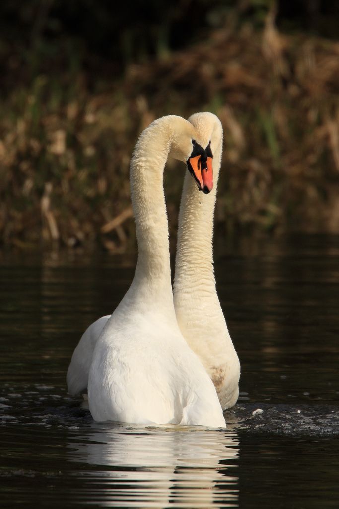Courting Swans, One Last Pirouette