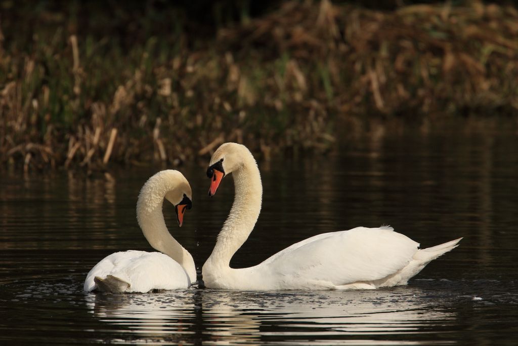 Courting Mute Swans, Relax After Mating