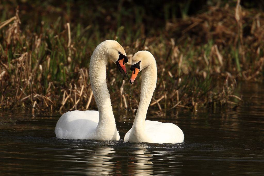Swans Courting, couple make love heart together