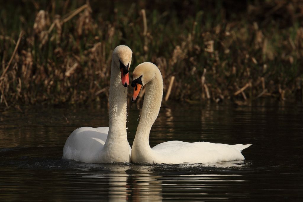 Mute Swans Courting, Head dipping in water image three