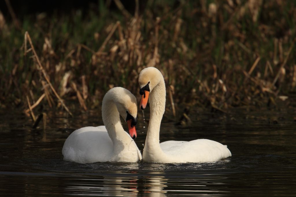 Mute Swans Courting, Head dipping in water image four