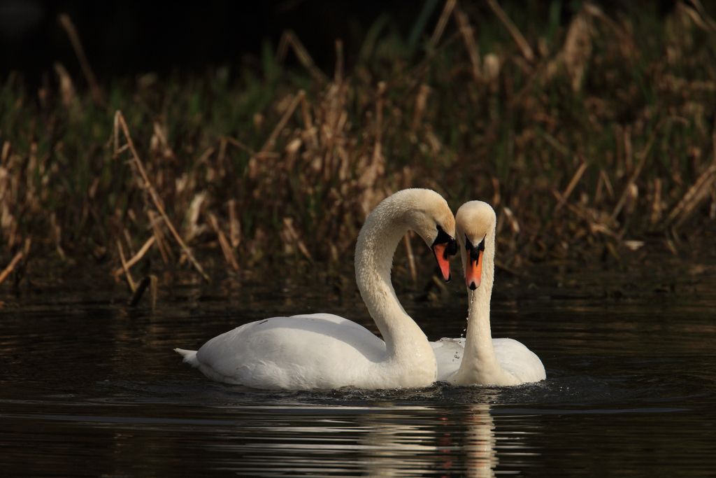 Mute Swans Courting, Head dipping in water image five
