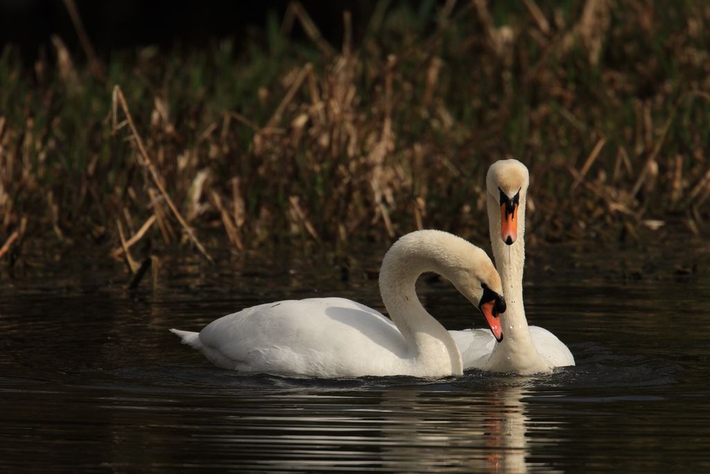 Mute Swans Courting, Head dipping in water image six