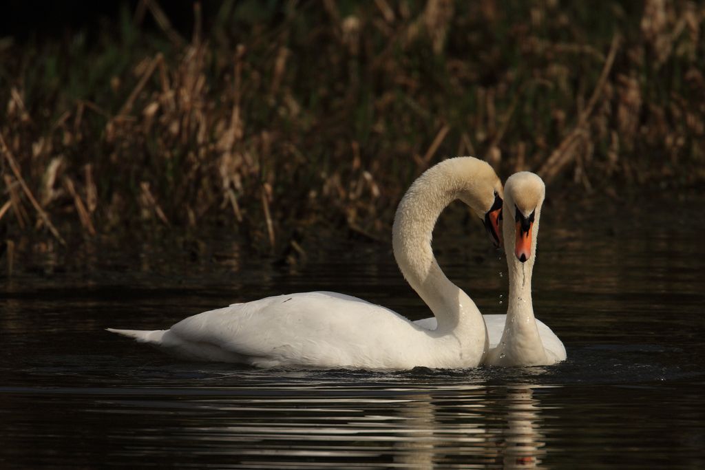 Photograph of Courting Mute Swans, Male moves to couple