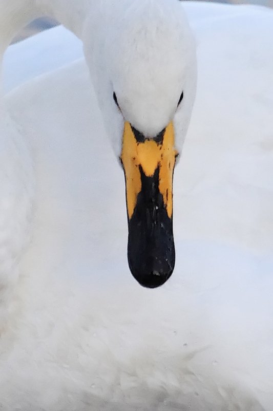 Whooper Swans Resting