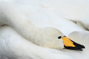 Whooper Swan resting