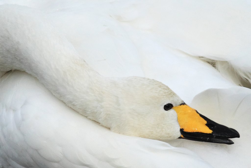 Whooper Swans Preening