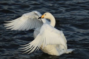 Whooper Swan Stretching wings