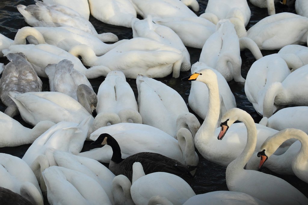 Whooper Swans Feeding