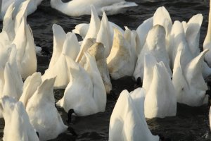 Whooper Swans upending