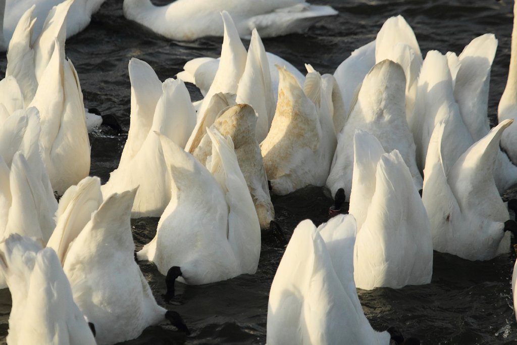 Whooper Swans Feeding