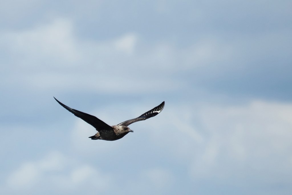 Great Skua or 