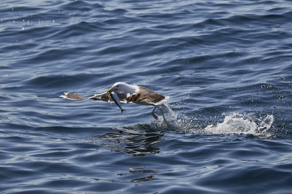 Lesser Black Backed Gull gets Mackerel, thrown from boat