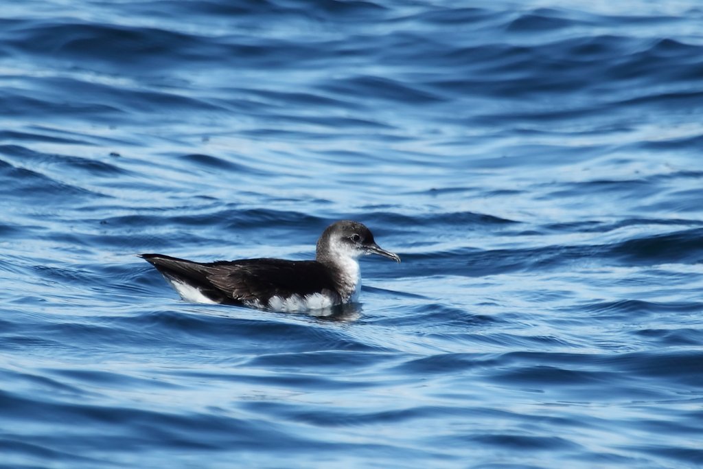 Manx Shearwater