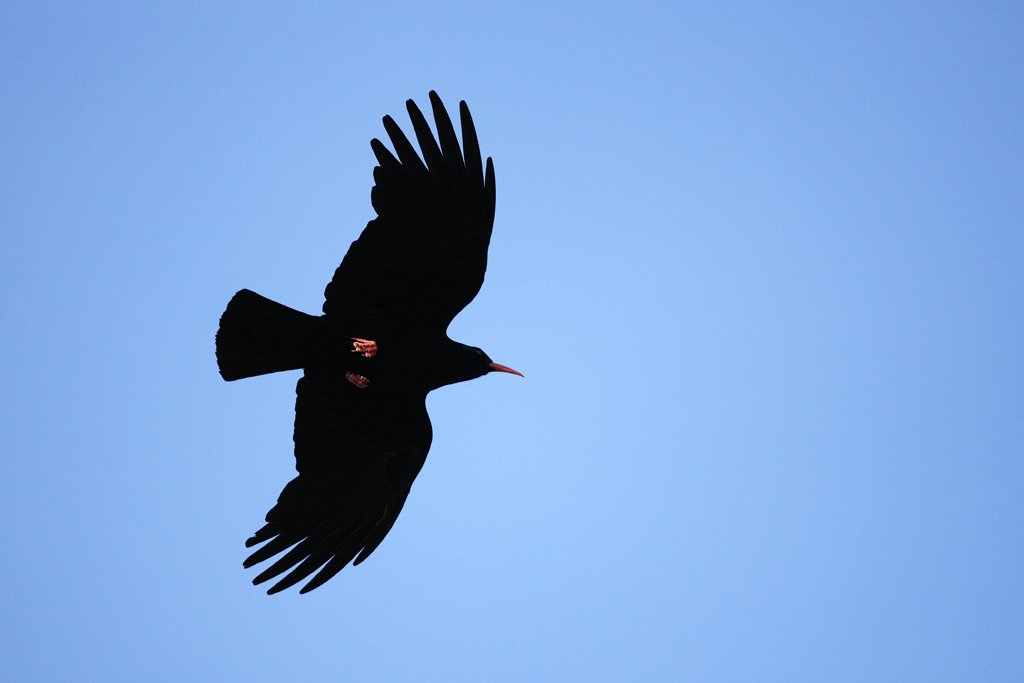 Chough in Flight	, Vanellus vanellus