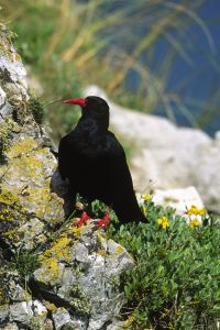 Red Billed Chough with Coastal Flowers