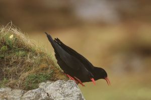 Two Red Billed Perched on Rock Edge