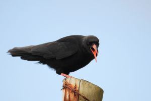 Red Billed Chough Calling on Fence Post