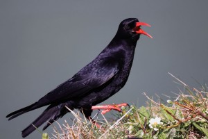 Red Billed Chough Walking and Callling