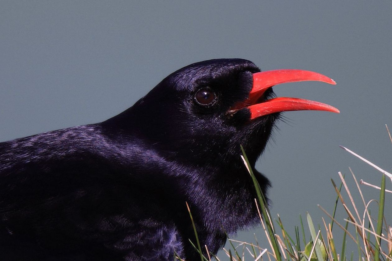 Closeup of Red Billed Chough's Head