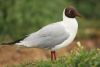 Black-headed Gull