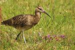 Curlew and Grasses