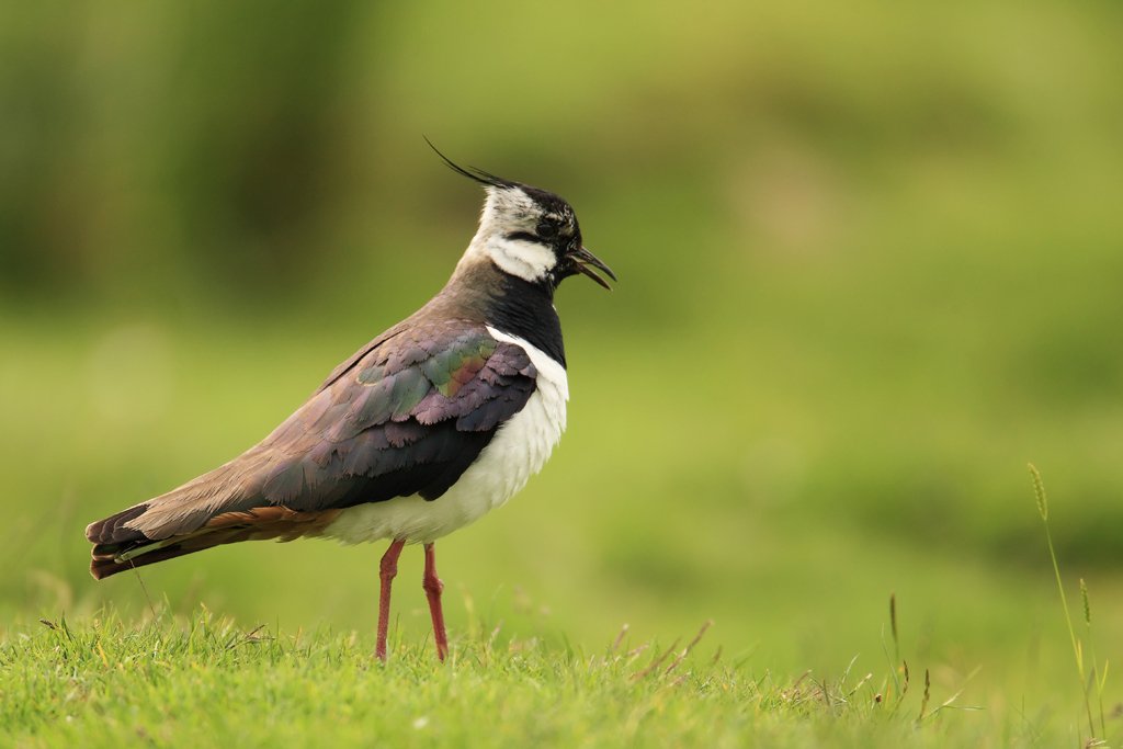 Lapwing Calling, Vanellus vanellus