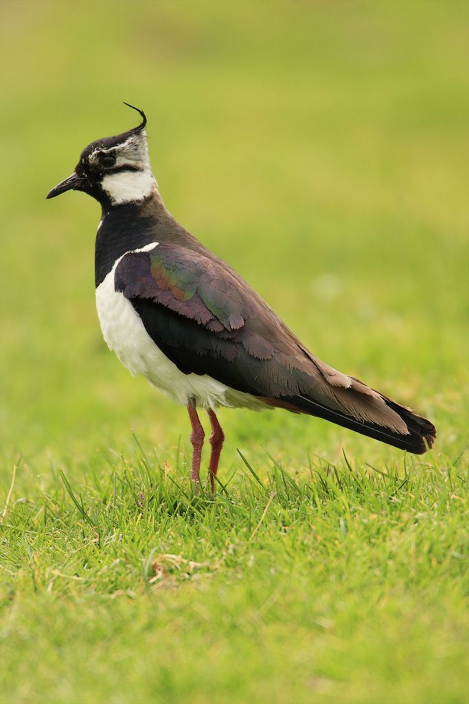 Northern Lapwing, Vanellus vanellus