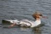 Merganser