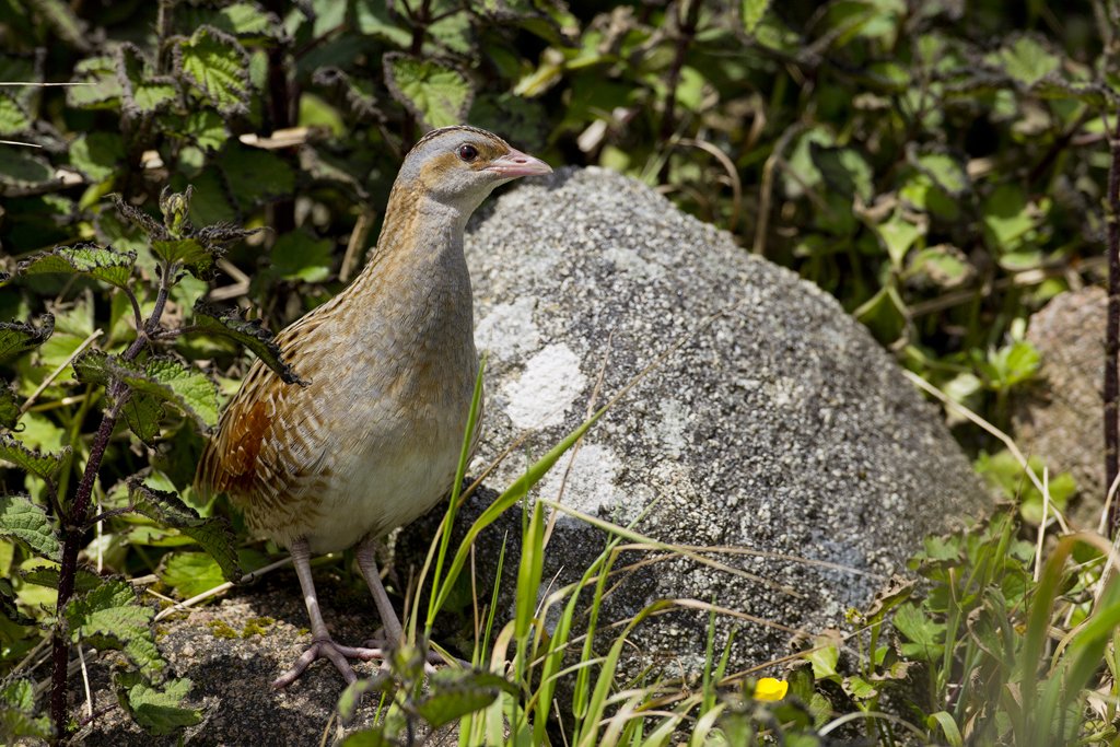 Corncrake Standing on Rock