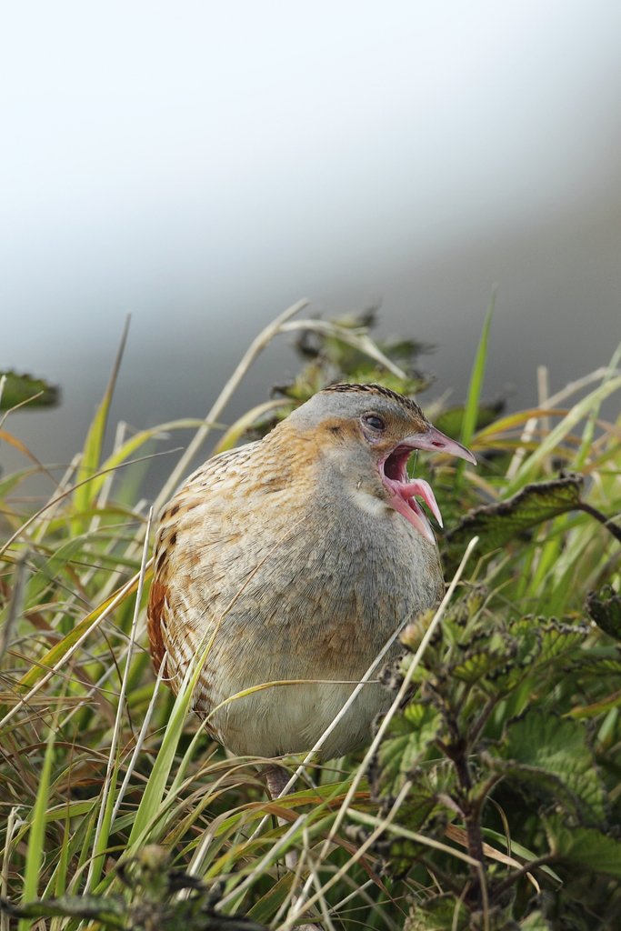 Corncrake Yawning