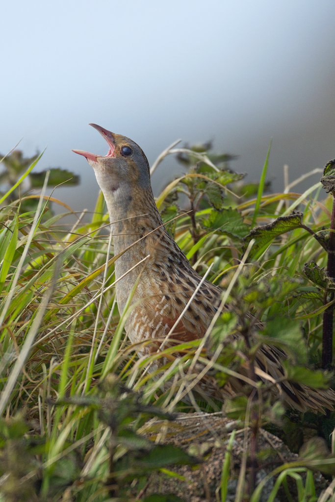 Corncrake Calling in Grass