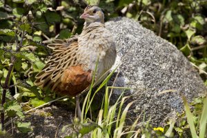 Corncrake Ruffling Feathers