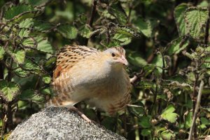 Corncrake Puffs Feathers