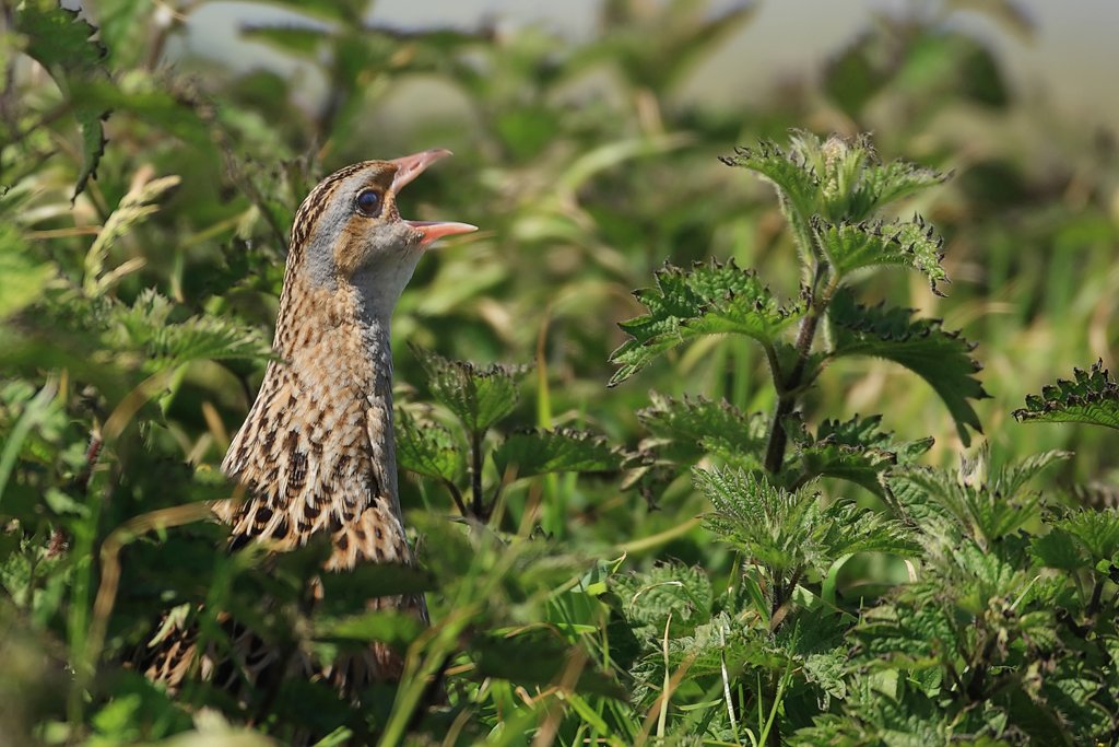 Corncrake Calling in Nettles