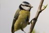 Blue Tit