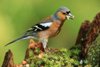 Chaffinch