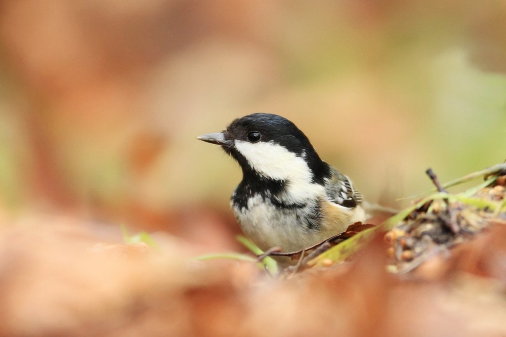 Coal Tit, Periparus ater, in Autumn Leaves