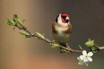 Goldfinch in Blossom