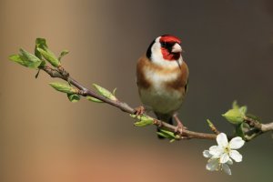 Goldfinch with Pear