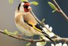 Goldfinch