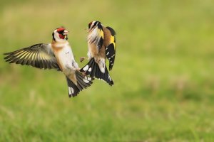 Goldfinches Fighting